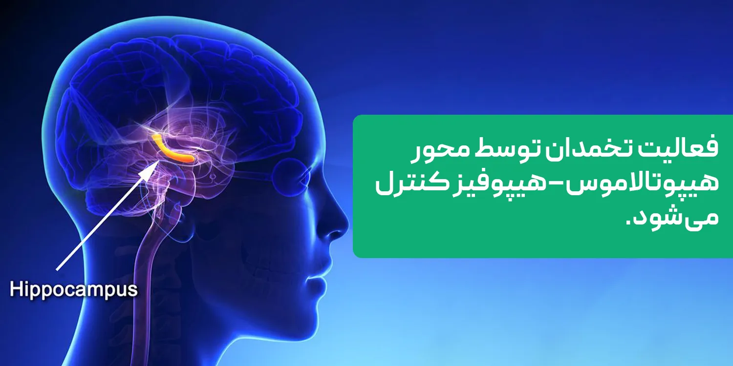 فرآیند تنظیم هورمونی