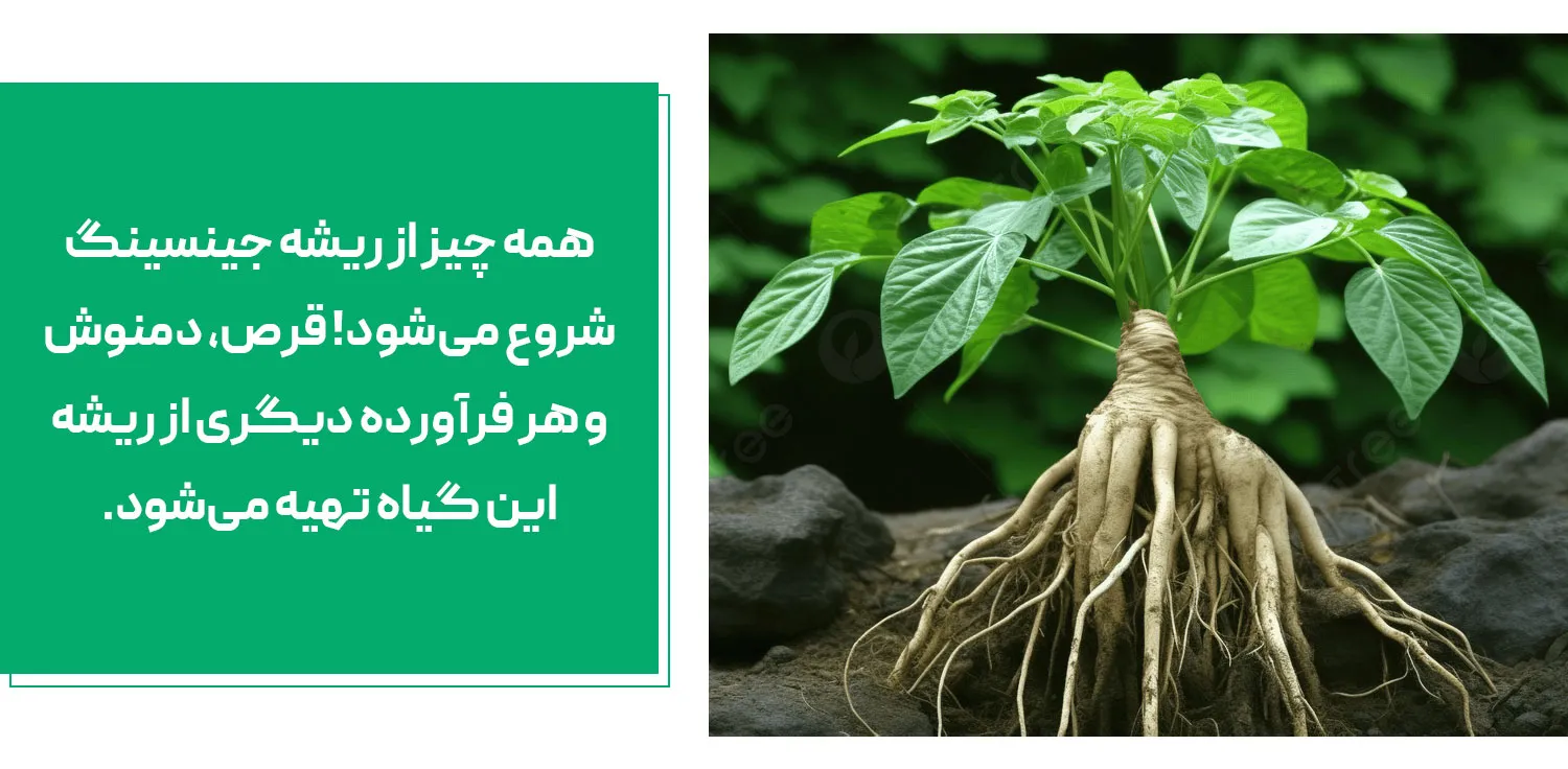 ریشه جینسینگ