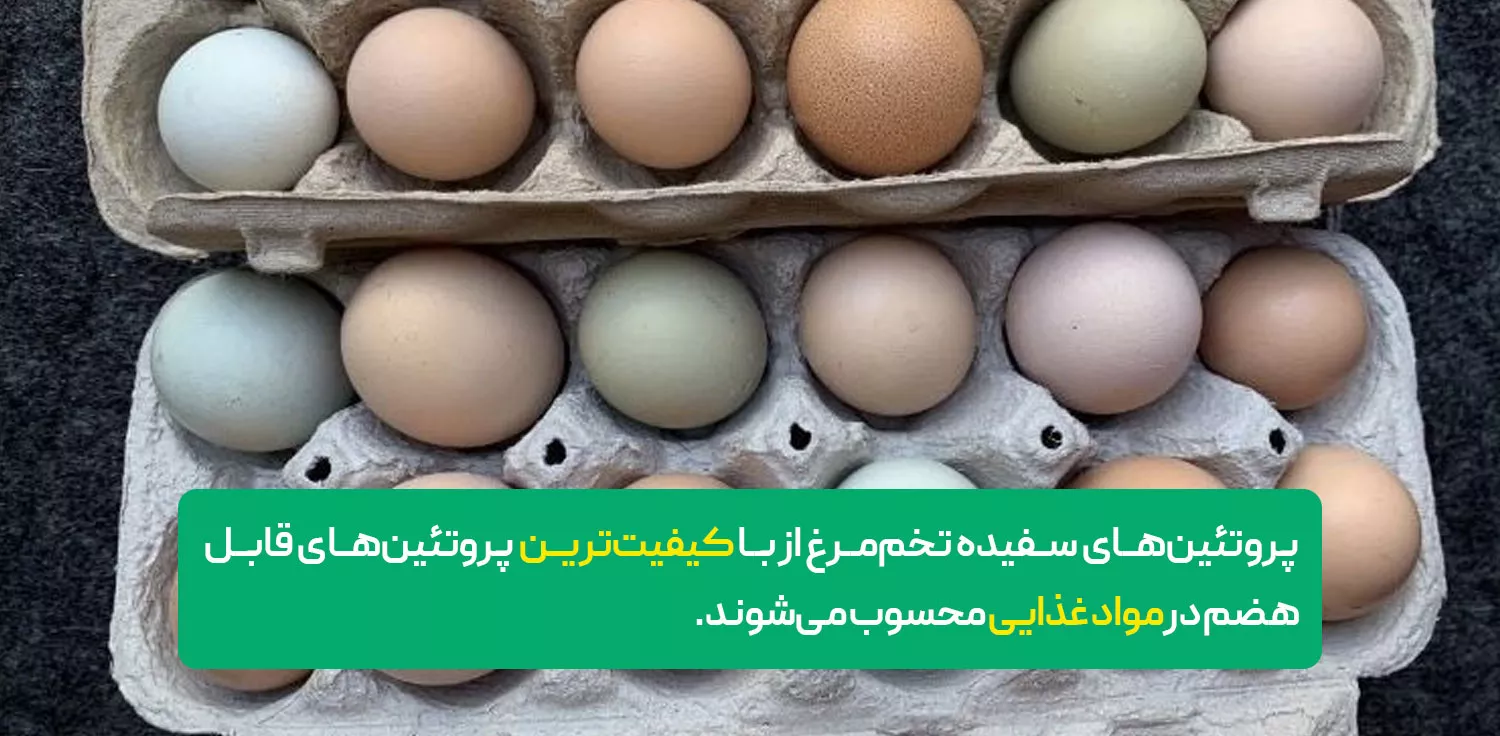 خواص پودر سفیده تخم مرغ در بدنسازی