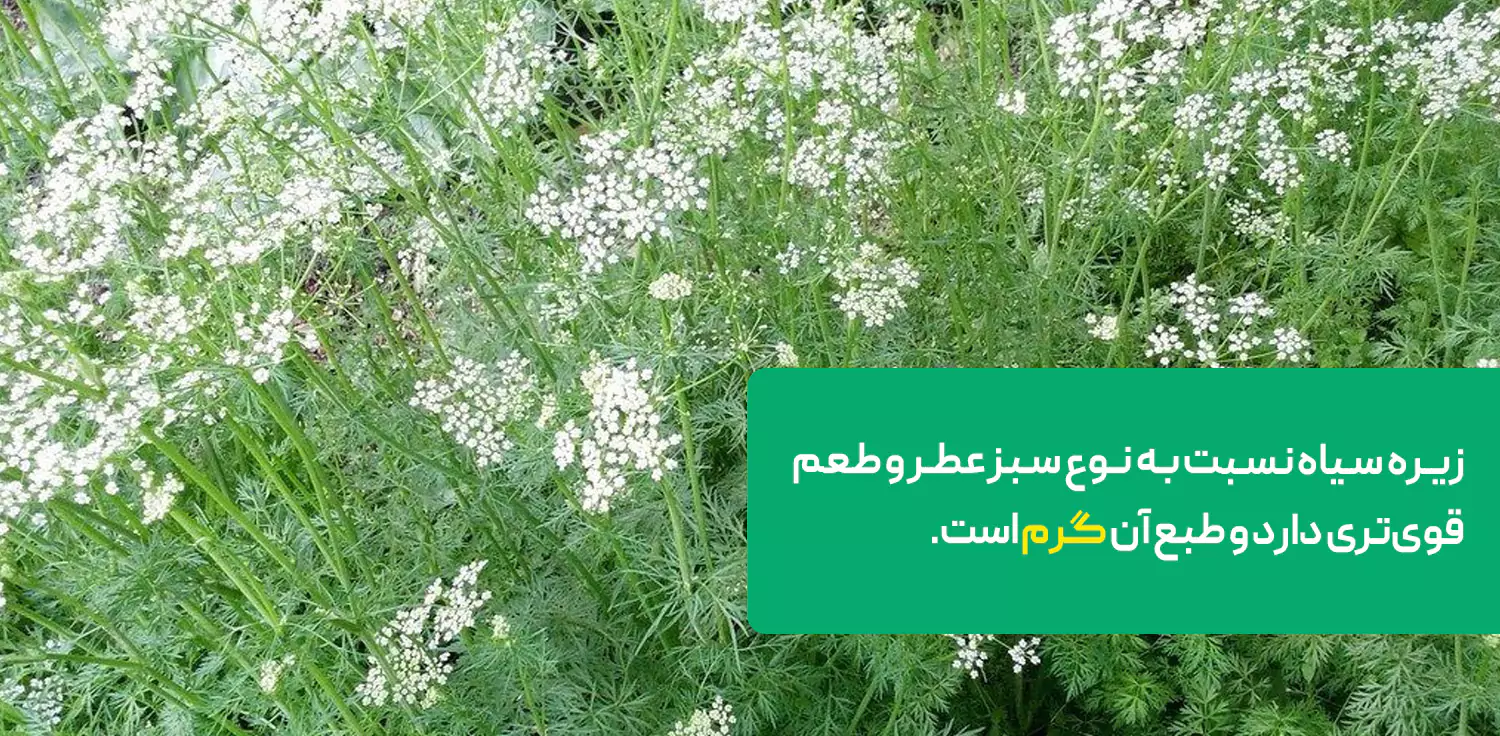  کاربرد برای لاغری و کاهش وزن دارد. 