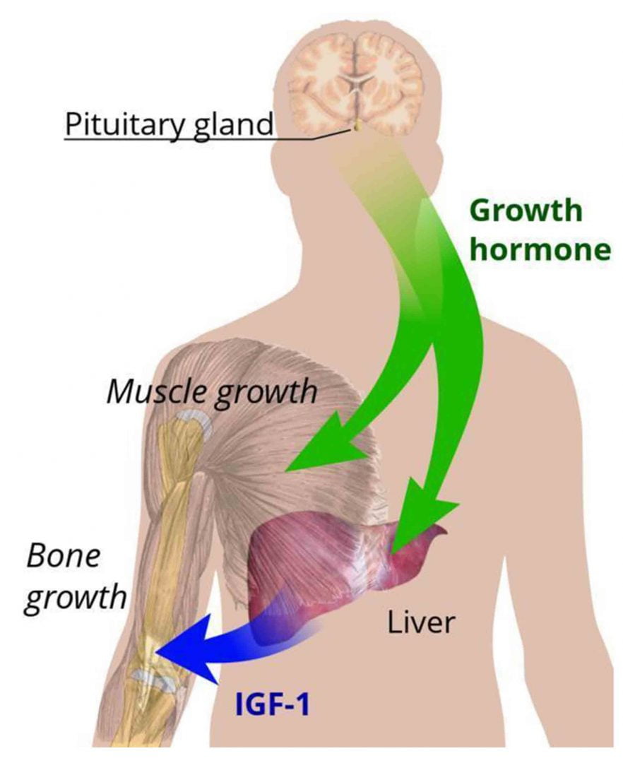 ترشح هورمون رشد (سوماتوتروپین) از غده هیپوفیز و تاثیر بر کبد و عضلات - مجله ژن سبز