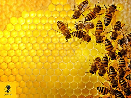  عکس یک کندوی عسل که تعدادی زنبور عسل روی آن هستند.- ژن سبز