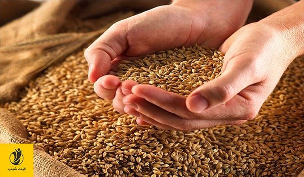 گندم چگونه باعث چاقی و اضافه وزن می‌شود؟- ژن سبز